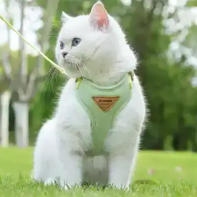 Fluffy white cat wearing a green harness outdoors in a park setting with greenery and trees Background.