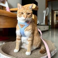 Adorable orange tabby cat wearing a blue harness sitting on a scratcher, pet accessories, cute feline, indoor pet care, Monalisa MedicalStore.