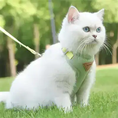 White cat wearing a harness sitting on green grass in outdoor park environment, showcasing pet accessories, adorable feline pet product.