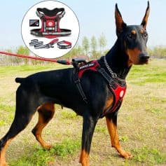 Dog harness for service dogs in black and red with handle, leash, and badge, suitable for training and therapy dogs. Perfect for service, rescue, and working dogs, ensuring safety and control.