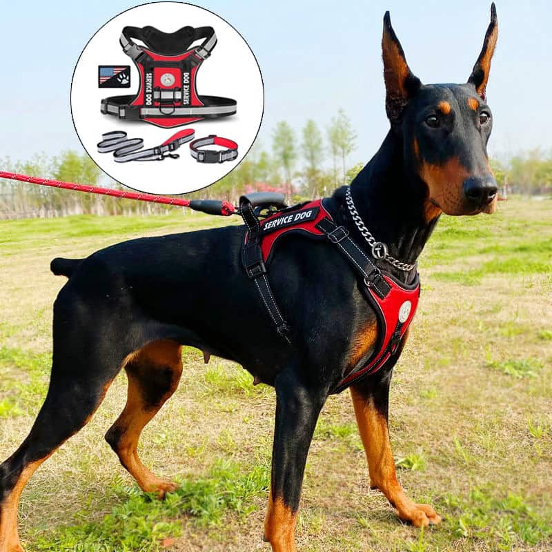 Dog harness for service dogs in black and red with handle, leash, and badge, suitable for training and therapy dogs. Perfect for service, rescue, and working dogs, ensuring safety and control.