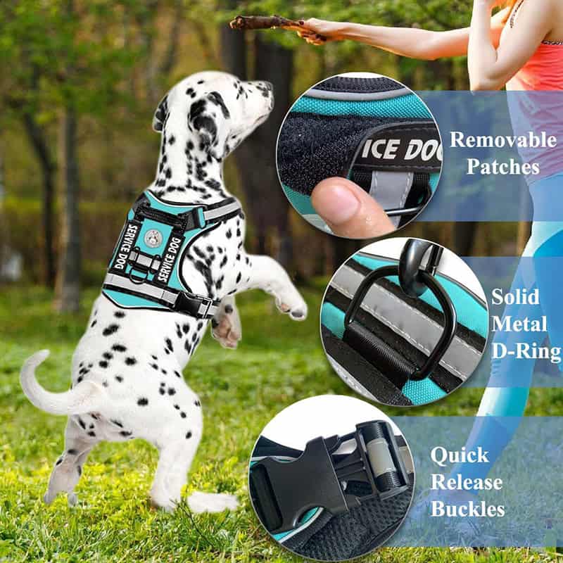 Bright blue service dog harness with removable patches, solid metal D-ring, quick release buckles, and sturdy design for confident pet training and outdoor adventures.