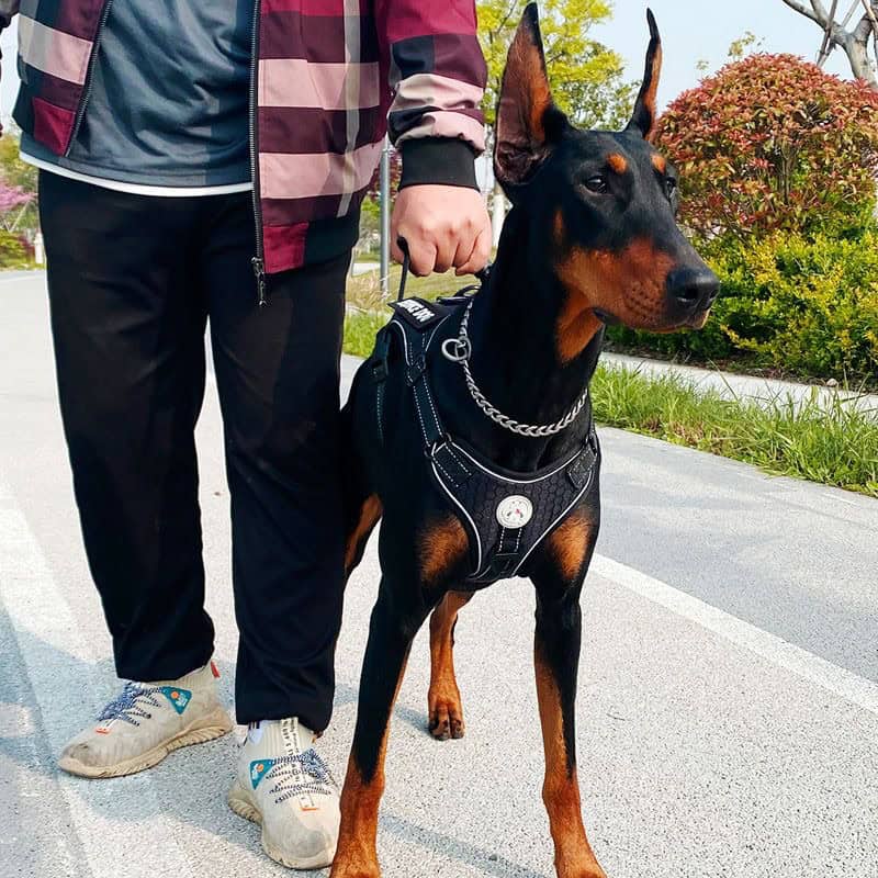 Short-haired Doberman wearing a harness and chain collar, standing outdoors on a paved path with greenery and colorful bushes in the background. Man holding the leash, dressed casually.
