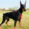 Service dog harness for Doberman, outdoor training, secure fit for working dogs, Monalisa Medical quality pet accessories, ideal for service, police, or therapy dogs, durable and comfortable.