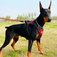 Service dog harness for Doberman, outdoor training, secure fit for working dogs, Monalisa Medical quality pet accessories, ideal for service, police, or therapy dogs, durable and comfortable.