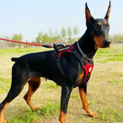 Service dog harness for Doberman, outdoor training, secure fit for working dogs, Monalisa Medical quality pet accessories, ideal for service, police, or therapy dogs, durable and comfortable.