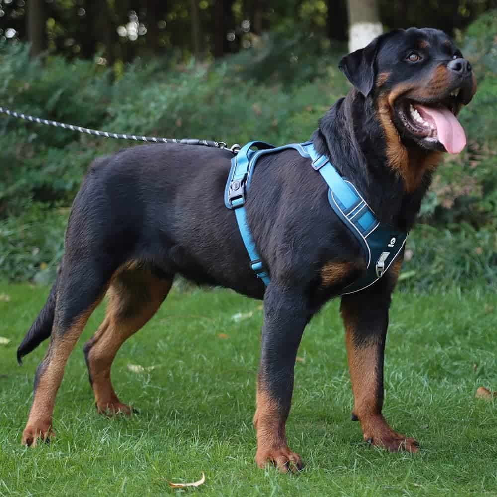 Dog wearing a blue harness on a leash in a grassy park setting.