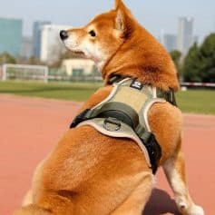 Durable dog harness, comfortable and secure pet harness for training, walking, and outdoor activities, perfect for small to large dogs.