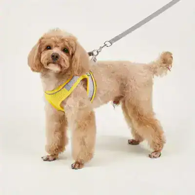 Adorable small dog wearing a yellow harness and leash, standing against a plain white background.