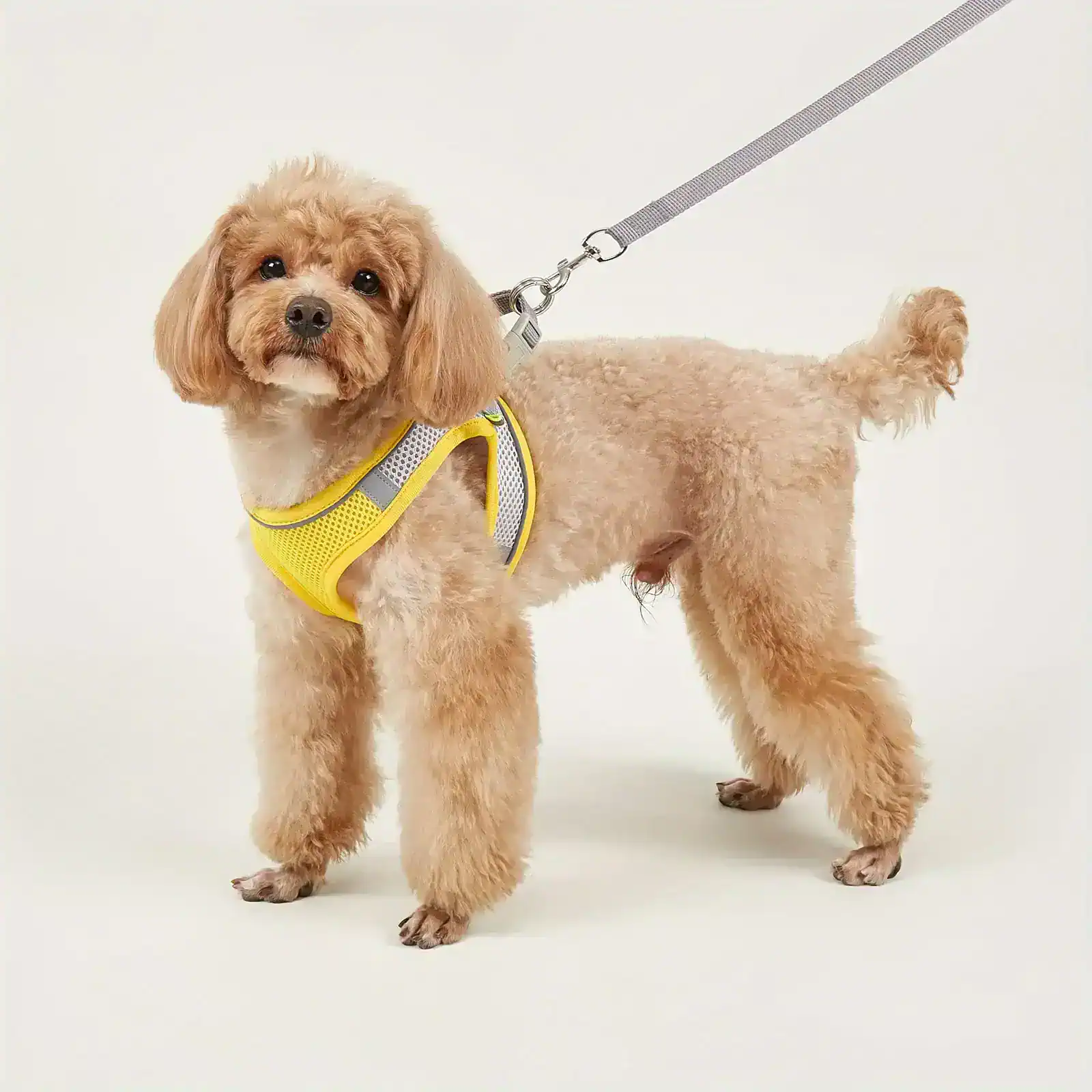 Adorable small dog wearing a yellow harness and leash, standing against a plain white background.