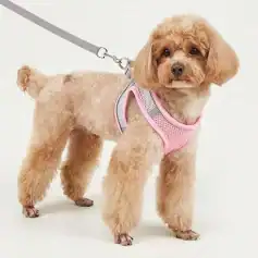 Cute small poodle dog wearing a pink harness and leash, ideal for pet fashion and safety, displayed on MonalisaStore.com, specializing in high-quality pet accessories.