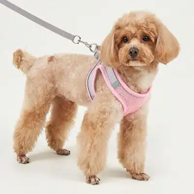 Cute small poodle dog wearing a pink harness and leash, ideal for pet fashion and safety, displayed on MonalisaStore.com, specializing in high-quality pet accessories.