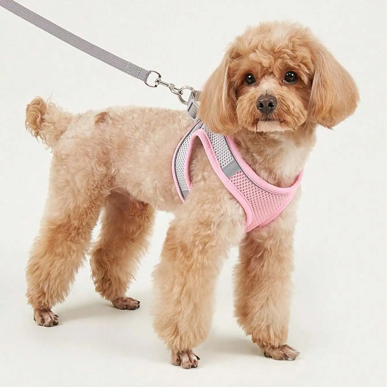Cute small poodle dog wearing a pink harness and leash, ideal for pet fashion and safety, displayed on MonalisaStore.com, specializing in high-quality pet accessories.