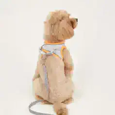 Cute apricot Poodle puppy wearing a white and orange harness and leash on a plain white background.