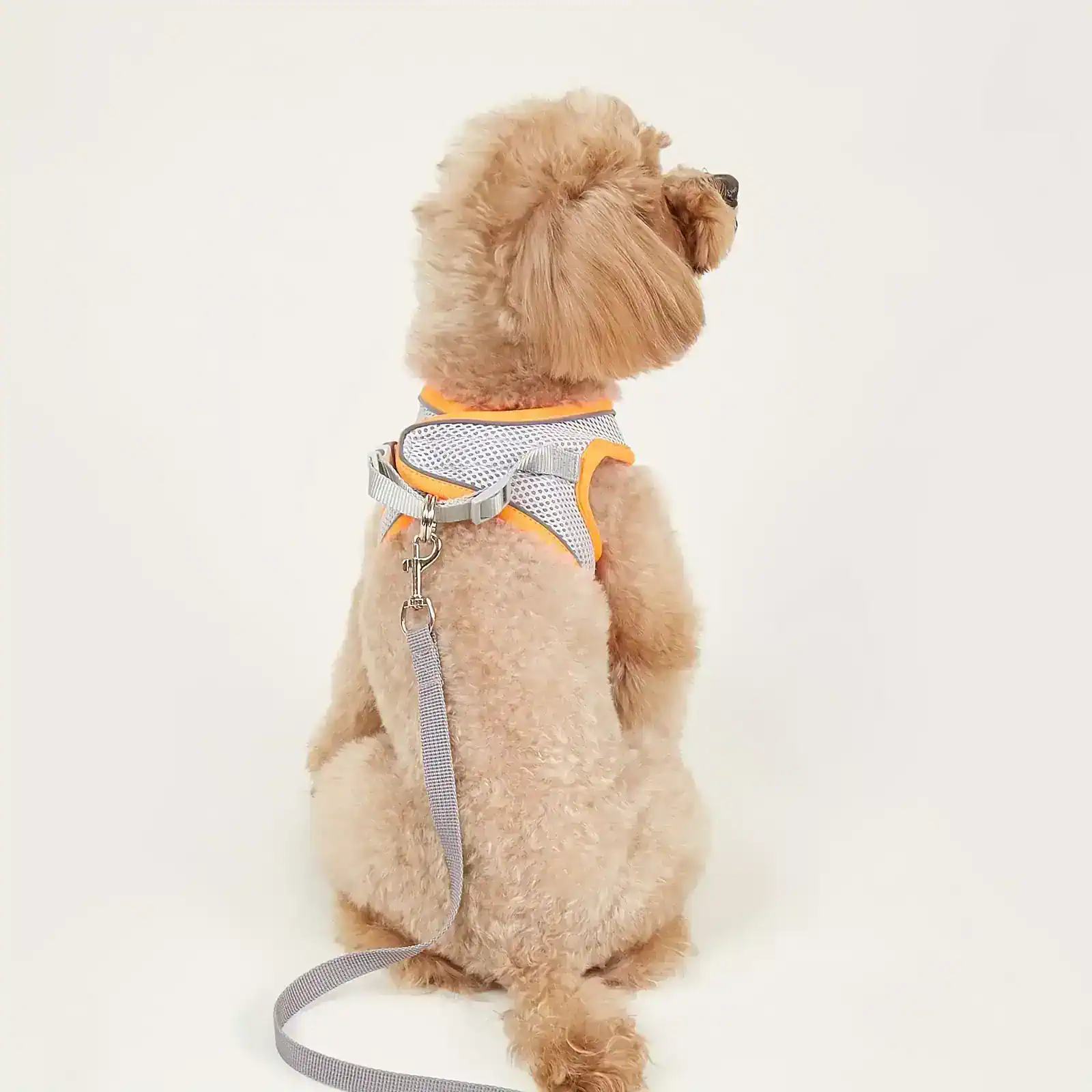 Cute apricot Poodle puppy wearing a white and orange harness and leash on a plain white background.