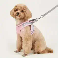 Cute small dog wearing a pink and gray pet harness and leash on a white background.