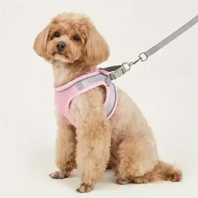 Cute small dog wearing a pink and gray pet harness and leash on a white background.
