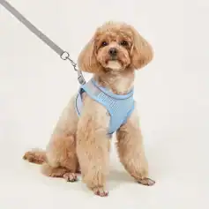 Cute small dog wearing a blue harness, sitting on a plain white background, showcasing pet accessories available at Monalisa Store for pet lovers.