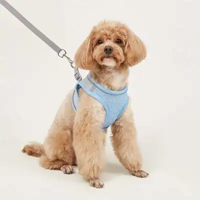 Cute small dog wearing a blue harness, sitting on a plain white background, showcasing pet accessories available at Monalisa Store for pet lovers.