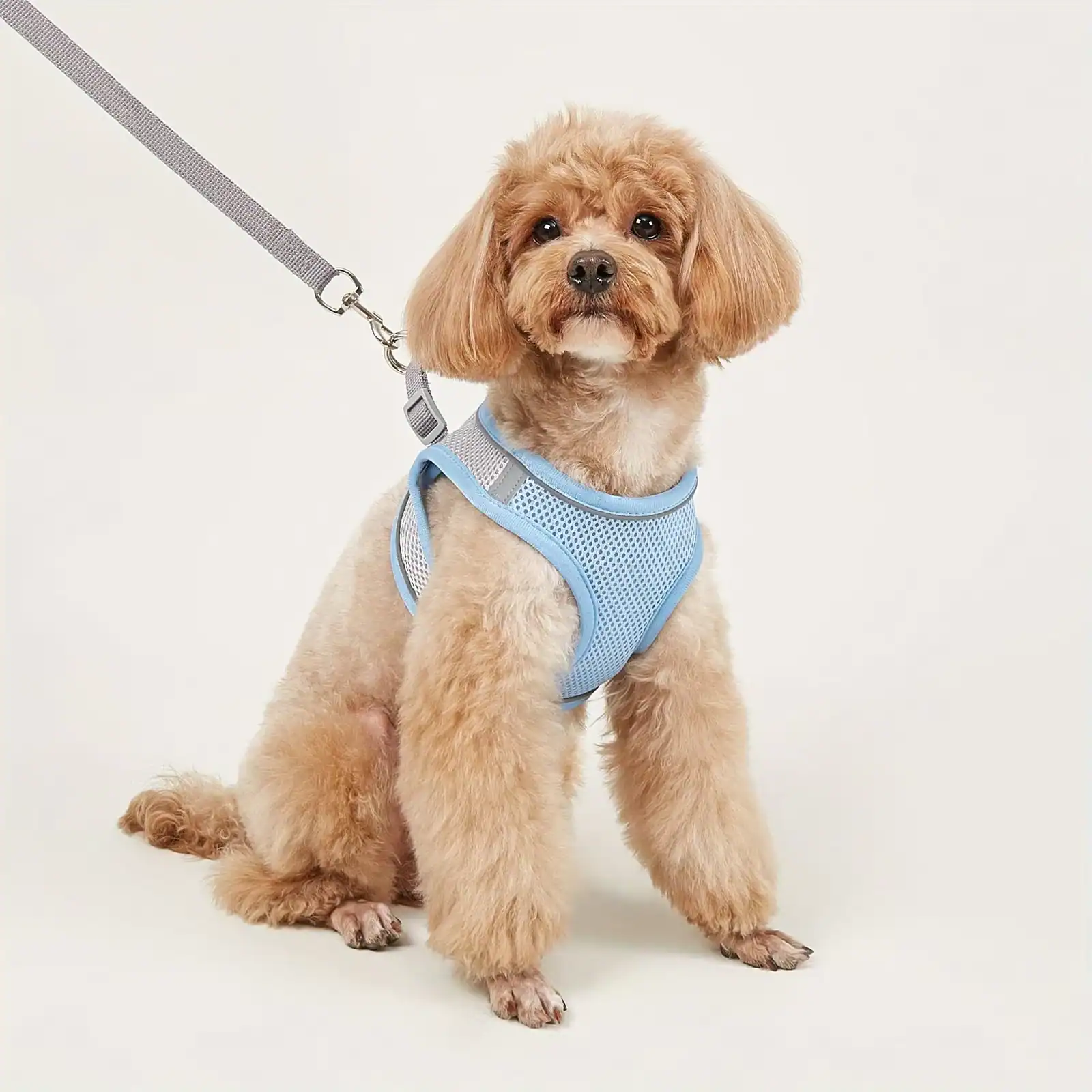 Cute small dog wearing a blue harness, sitting on a plain white background, showcasing pet accessories available at Monalisa Store for pet lovers.