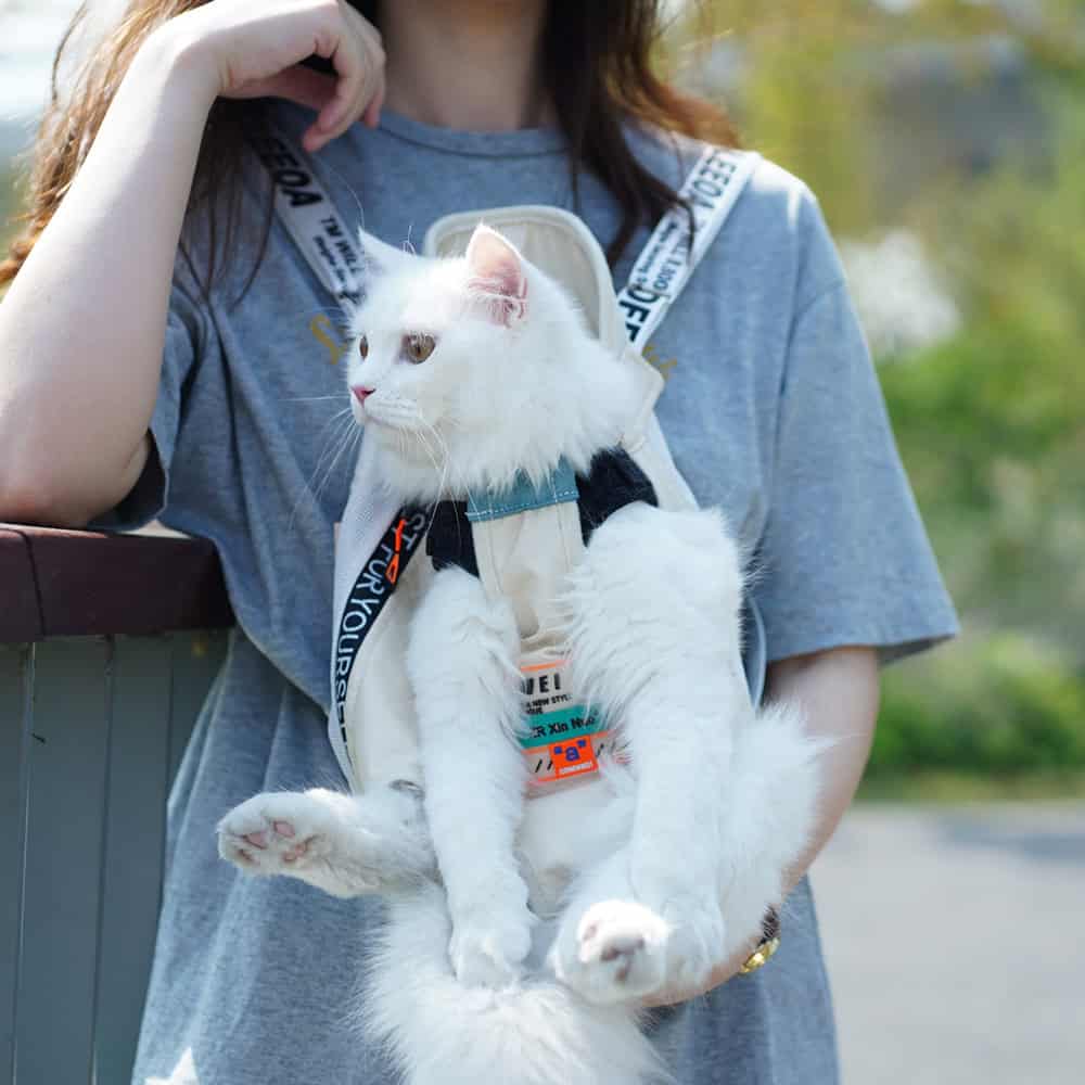 Fluffy white kitten in harness held by woman outdoors, pet care, cat adoption, animal rescue, pet safety, Monalisa Store pet supplies.