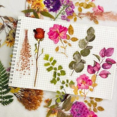 Dried and pressed flowers in a sketchbook, botanical nature art, floral design inspiration, colorful wildflowers for decoration or crafts, Monalisa Medical store.