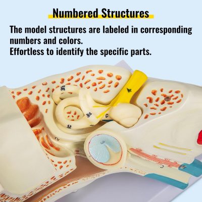 Detailed medical model showing labeled ear anatomy, including auditory structures with color-coded parts for educational purposes. Ideal for anatomy learning and medical training.
