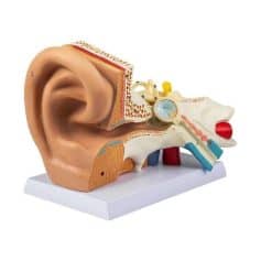 Detailed human ear anatomy for medical education and optical purposes, highlighting ear structure, cochlea, auditory canal, and inner ear components.
