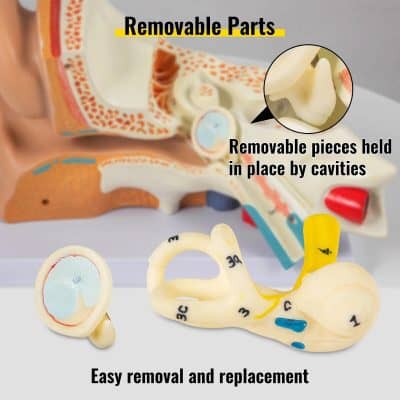 High-quality, replaceable ear components for easy maintenance and hygiene in ear care. Hassle-free removal and replacement for personalized hearing solutions.