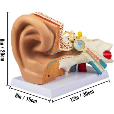 Highly detailed human ear anatomy model for educational purposes, including ear canal, eardrum, cochlea, and auditory structures for optometry and medical training.