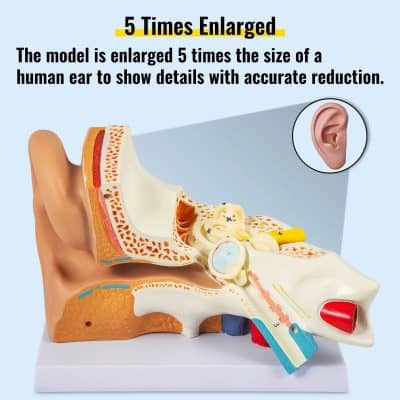 Detailed anatomical ear model for ENT training, medical students, and professionals to enhance understanding of ear structure and functions.