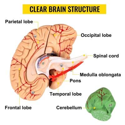 Detailed illustration of the human brain highlighting key areas related to neurology and visual health for educational and clinical reference.