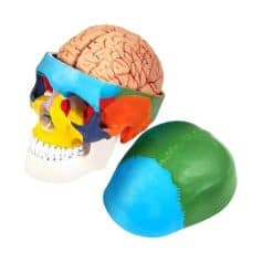 Detailed anatomical brain and skull model for optometry and vision professionals to study brain-eye connection.
