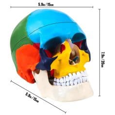 Vibrant multi-color educational skull for anatomy study, patient education, and medical demonstration. Perfect for classrooms, clinics, and health professionals.