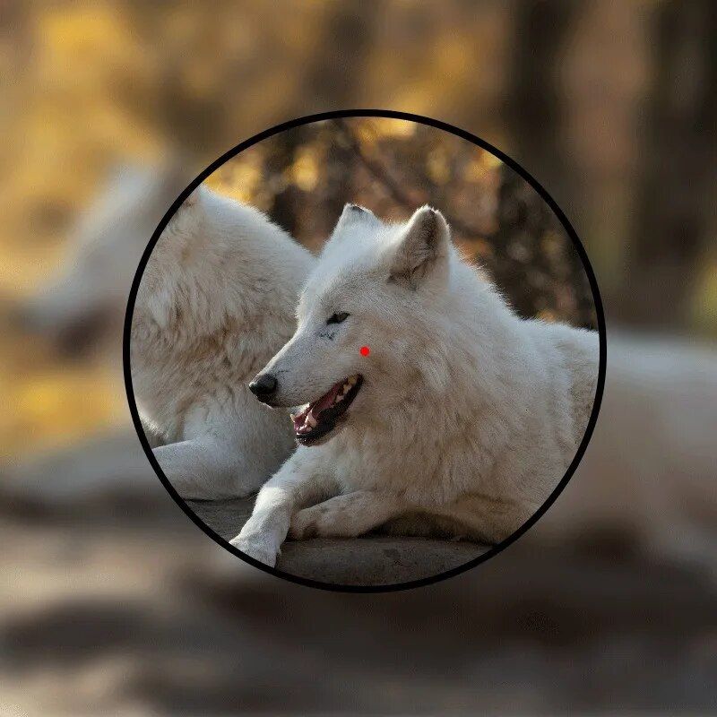 Close-up of a white wolf resting outdoors with a vivid detail of its eye, suitable for optometry or eye care promotions at Monalisa Store.