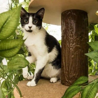 Adorable black and white cat surrounded by lush green leaves, sitting on a cat tree post inside a cozy home. Perfect for cat lovers and pet photography enthusiasts.