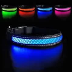 Bright LED dog collar with customizable illumination in various colors for enhanced nighttime visibility and safety during outdoor activities.