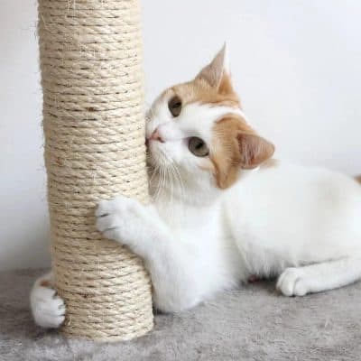 High-quality cat scratching post designed for feline scratchers and play, perfect for pet enrichment and scratch training.
