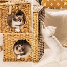 Adorable cats interacting with wicker pet furniture in a cozy home setting, showcasing stylish and durable pet furniture options available at Monalisa Store.