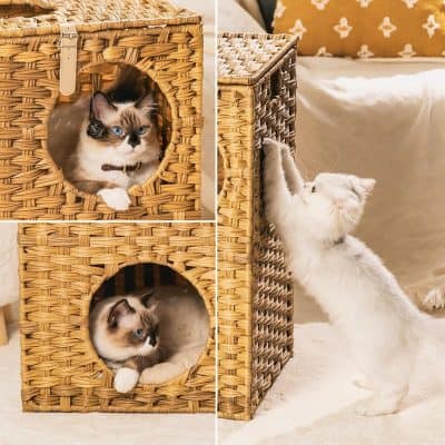 Adorable cats interacting with wicker pet furniture in a cozy home setting, showcasing stylish and durable pet furniture options available at Monalisa Store.