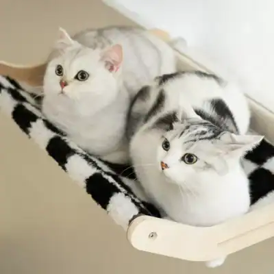 High-quality cats available at Monalisa Store, including adorable kittens and adult cats with various coat patterns perfect for pet lovers and breeders.