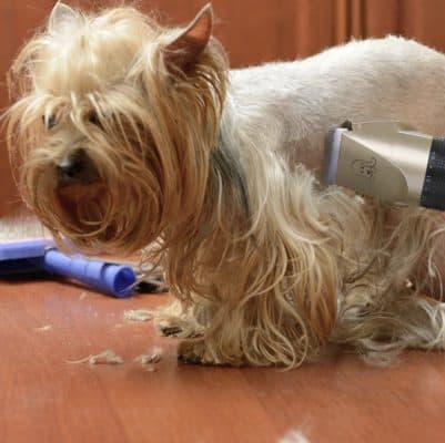 Close-up of a small dog being groomed with electric clippers, showing grooming in progress at Monalisa Store, a professional pet grooming service.
