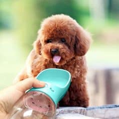 Adorable brown poodle puppy drinking water from a portable pet water dispenser, showcasing pet care essentials and accessories from Monalisa Medical Store for healthy pets.