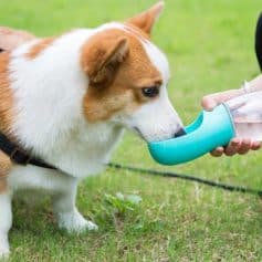 Dog drinking water from portable pet water bottle in outdoor park setting.